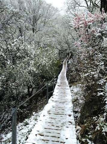 北京靈山五月飄雪，2015年5月9日北京靈山風景區(qū)下雪了
