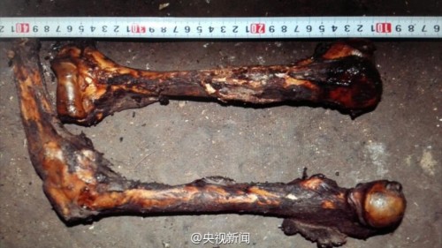 云南獵殺大熊貓案