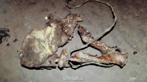 云南獵殺大熊貓案