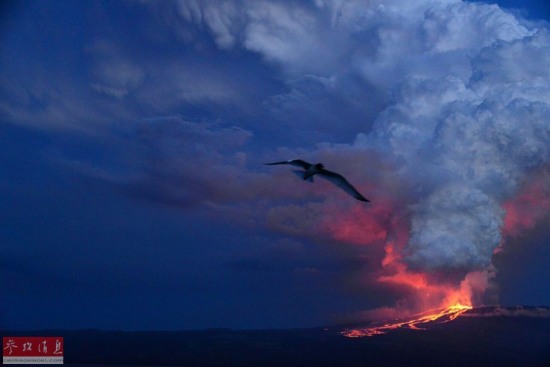厄瓜多爾沃爾夫火山噴發(fā)