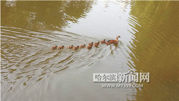 公園放生鱷龜