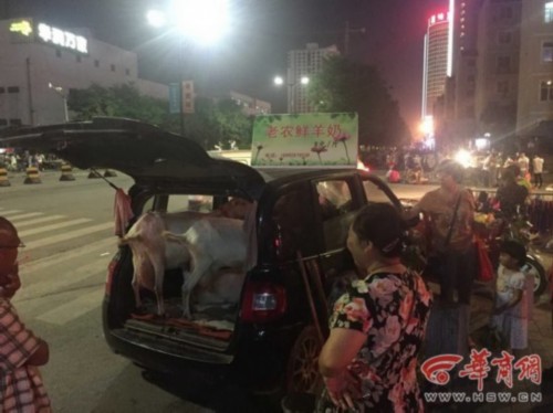 農戶開車載活羊賣奶