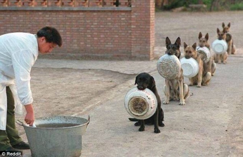 警犬排隊吃飯
