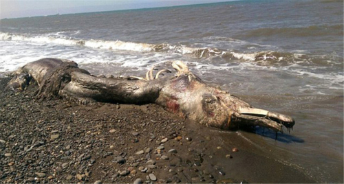 海灘驚現怪獸尸體