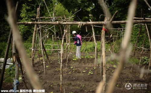 中國家長在耶魯大學種菜