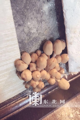 百萬精裝房長蘑菇
