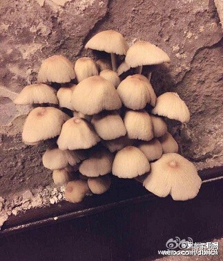 百萬精裝房長蘑菇