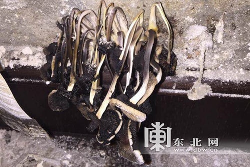 百萬精裝房長蘑菇
