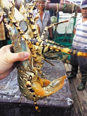 寧波漁民捕到1米大龍蝦