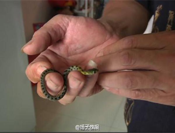 買綠蘿孵出小蛇