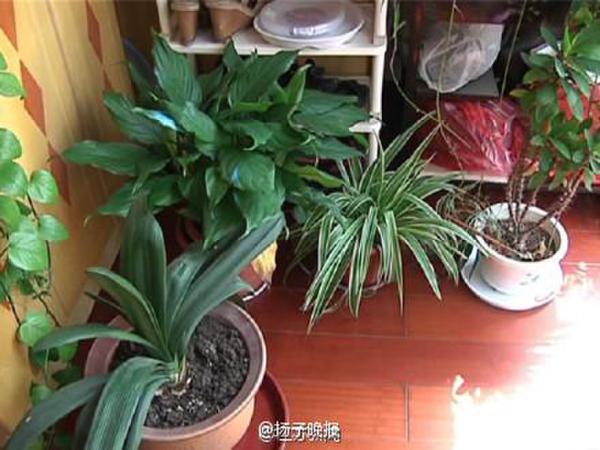 買綠蘿孵出小蛇