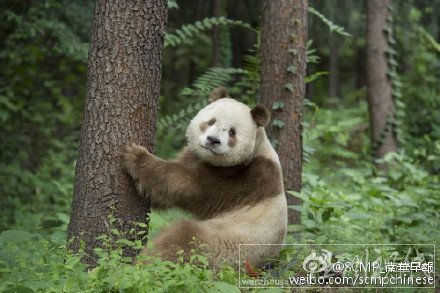 陜西秦嶺發(fā)現(xiàn)棕白色熊貓圖片