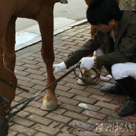 寶馬轎車被真馬踢壞