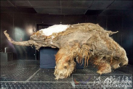 科學家發現冰凍萬年的獅子