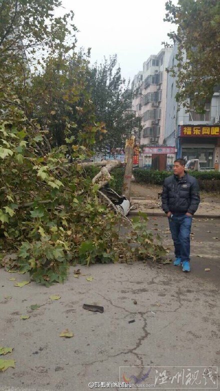 滏河大街轎車撞樹(shù)上