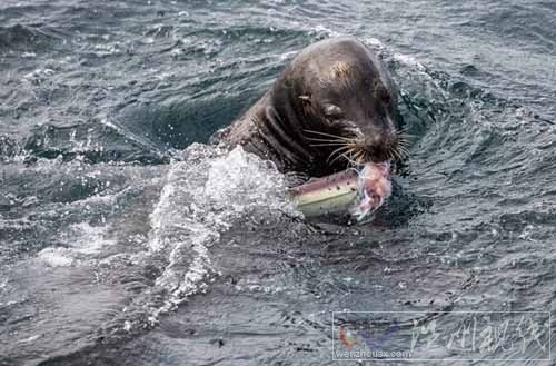 兇猛鯊魚(yú)遭海獅獵殺
