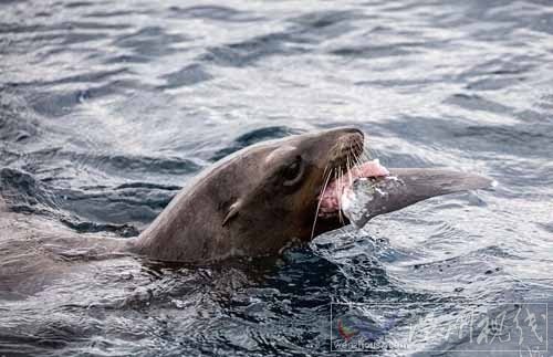 攝影師拍下海獅吃鯊魚(yú)照片