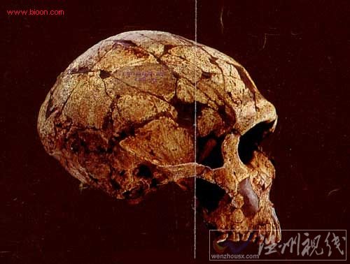 安徽華龍洞遺址發現多個古代人類頭骨化石