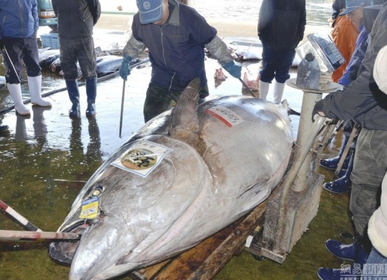 417公斤重金槍魚