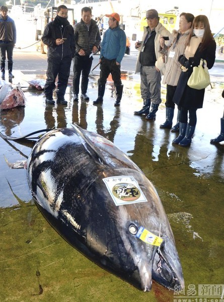 417公斤重金槍魚