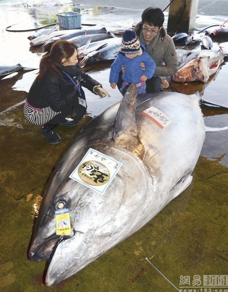 417公斤重金槍魚