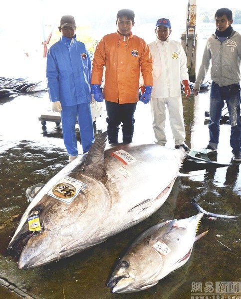 417公斤重金槍魚