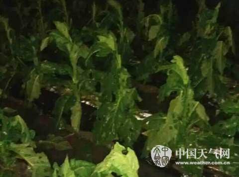 福建強(qiáng)對流天氣 永定 永安 南靖大風(fēng)暴雨還下冰雹
