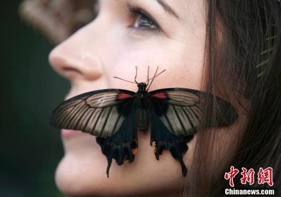 美女戴花環(huán)引蝴蝶