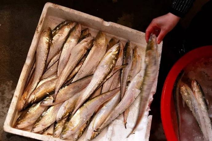 長江刀魚賣出天價