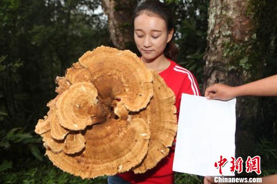 云南現神秘蘑菇