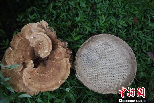 云南現神秘蘑菇