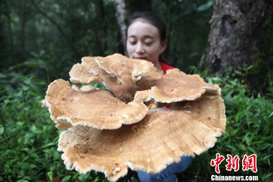 云南現神秘蘑菇
