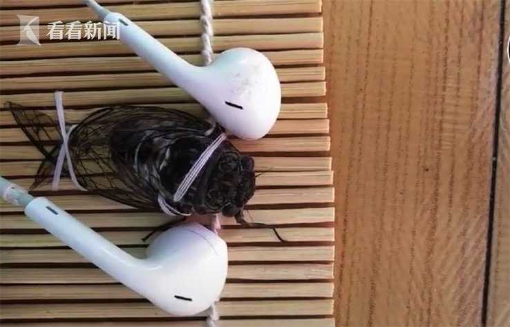 女子給蟬帶上耳機(jī)