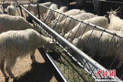 羊肉價格坐上火箭：北京羊肉漲價，12月漲到38元一斤了，北京羊肉還算便宜的，溫州鄉下一些菜市場賣的本地羊肉，去年就賣到60多元一斤了，到農村養殖戶買黑山羊價格更貴，要75元一斤，過年還會漲價。</