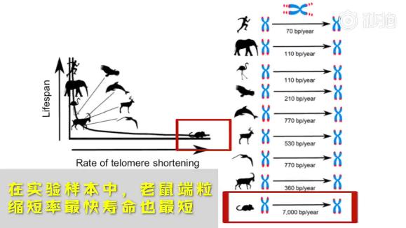 端粒縮短率可以預(yù)測(cè)物種壽命