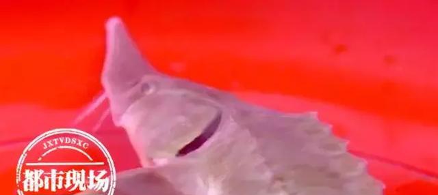 極其罕見！江西男子在贛江抓到“怪魚”，是國家一級保護(hù)動(dòng)物