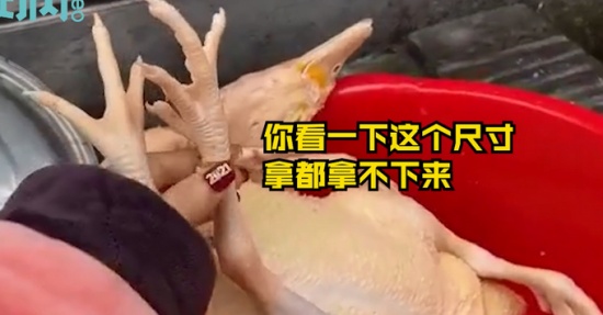 過年殺雞竟找到丟失多年的金戒指 戴在“雞腳”上還挺合適！