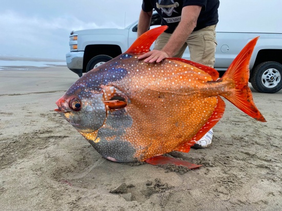 俄勒岡海灘發現罕見熱帶魚月魚 漂亮的Opah魚
