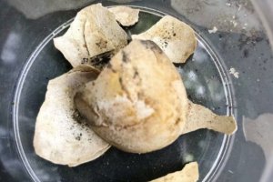龐貝古城發(fā)掘出一只烏