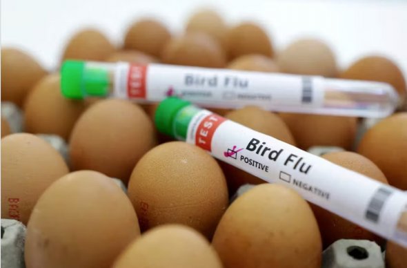 墨西哥報告野鴨感染H5N1禽流感 商業農場未受影響