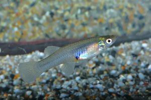 佛山投數(shù)千滅蚊魚 1條1天